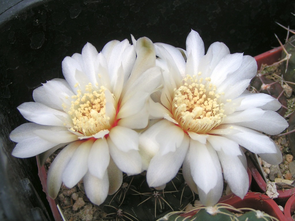 Gymnocalycium amerhauseri HT 88_229